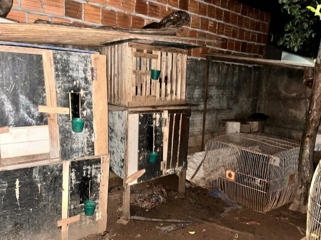 Imagem de compartilhamento para o artigo Polícia Civil desarticula apreende 16 galos usados em rinha e prende suspeito, em Chapadão do Sul da MS Todo dia